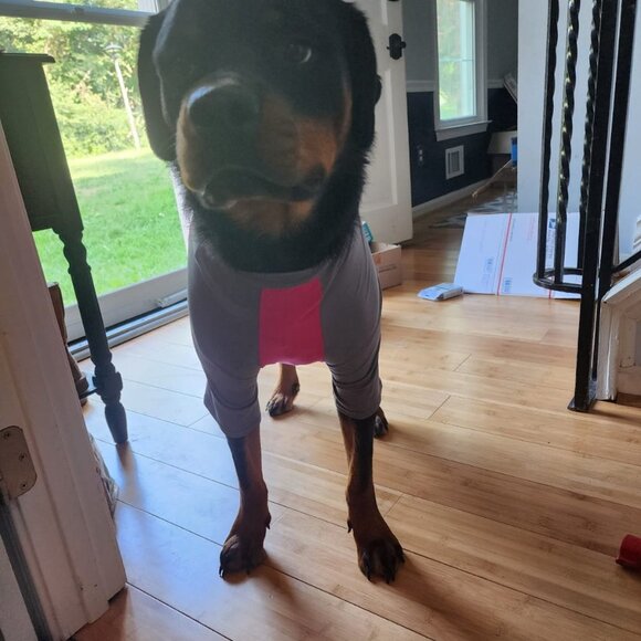 Dog Solis UV Coverup - Picture 9 of 11